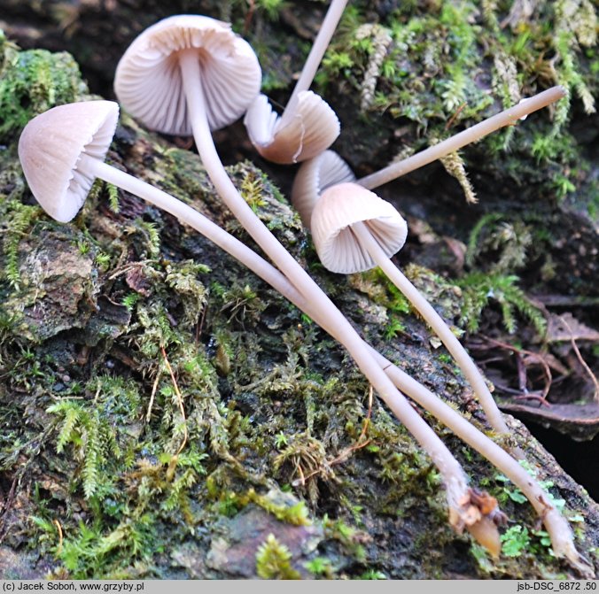 Mycena flavescens (grzybówka żółtawa)