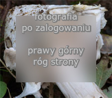 Amanita friabilis (muchomor olszynowy)