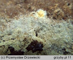 Botryobasidium laeve (pajęczynowiec szerokostrzępkowy)