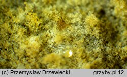 Botryobasidium laeve (pajęczynowiec szerokostrzępkowy)