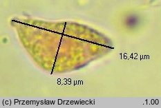 Rhizoctonia fusispora (strzępniczek wrzecionowatozarodnikowy)
