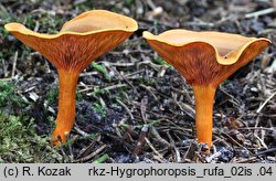 Hygrophoropsis rufa (lisówka ruda)