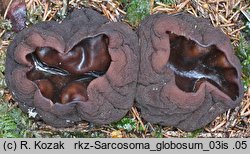 Sarcosoma globosum (dzbankówka kulista)