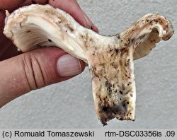 Russula acrifolia (gołąbek ostroblaszkowy)