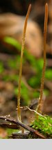Macrotyphula juncea (buławka sitowata)