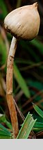 Psilocybe semilanceata (łysiczka lancetowata)