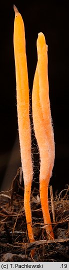 Clavulinopsis luteoalba (goździeniowiec żółtobiały)