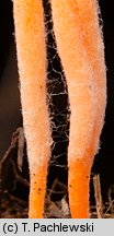 Clavulinopsis luteoalba (goździeniowiec żółtobiały)