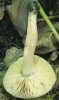 Entoloma rhodopolium (dzwonkówka szara)