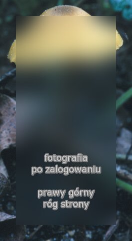 Entoloma pleopodium (dzwonkówka cytrynowa)