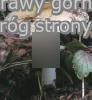Amanita eliae (muchomor biaÅ‚oÅ¼Ã³Å‚tawy)