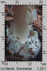 Amanita phalloides (muchomor zielonawy)