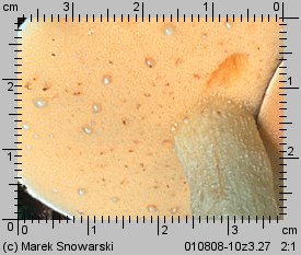 Suillus granulatus (maślak ziarnisty)