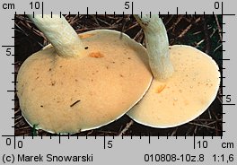 Suillus granulatus (maślak ziarnisty)
