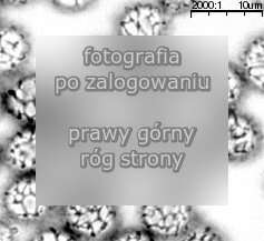 Russula fragilis (goÅ‚Ä…bek kruchy)