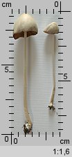 Conocybe albipes (stożkówka białotrzonowa)