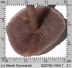 Mycena pelianthina (grzybówka gołębia)