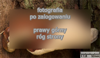 Ganoderma australe (lakownica europejska)