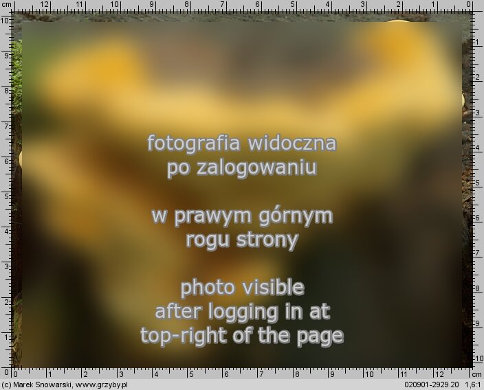 Gloeophyllum odoratum (niszczyca anyżkowa)