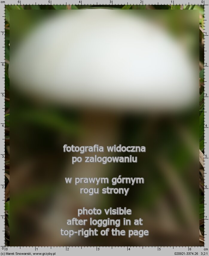 Agaricus arvensis (pieczarka biaÅ‚awa)