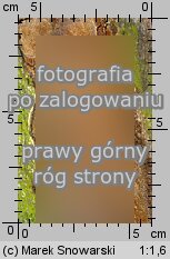 Fuscoporia contigua (rdzawoporka gąbczasta)