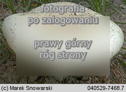 Agaricus arvensis (pieczarka biaława)