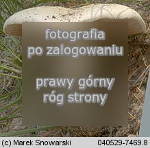 Agaricus arvensis (pieczarka biaława)