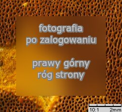 Fuscoporia ferruginosa (rdzawoporka drobnopora)
