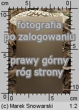 Amanita spissa (muchomor twardawy)