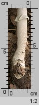 Amanita spissa (muchomor twardawy)