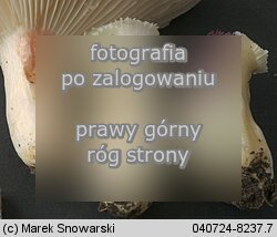Russula luteotacta (gołąbek żółknący)