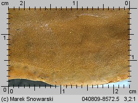 Phylloporia ribis (czyrenica porzeczkowa)