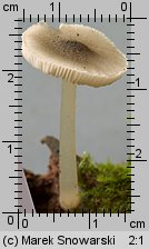 Pluteus salicinus (drobnoÅ‚uszczak zielonawoszary)