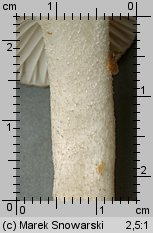 Hygrophorus pustulatus (wodnicha kropkowana)