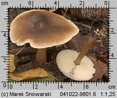 Rhodocollybia butyracea (monetnica maślana)