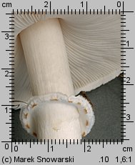 Leucoagaricus leucothites (pieczareczka różowoblaszkowa)