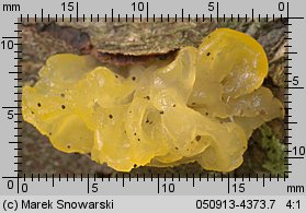Tremella mesenterica (trzęsak pomarańczowożółty)