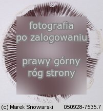 Psilocybe turficola (łysiczka torfowa)