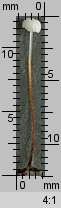 Rhizomarasmius setosus (twardzioszek bukowy)