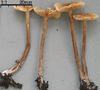 Alnicola escharoides (olszÃ³weczka miodowoÅ¼Ã³Å‚ta)