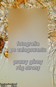 Alnicola scolecina (olszóweczka szerokoblaszkowa)