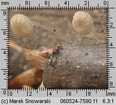 Phloeomana speirea (grzybówka cienkotrzonowa)