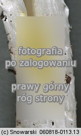 Amanita virosa (muchomor jadowity)