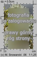 Cladonia rangiferina (chrobotek reniferowy)
