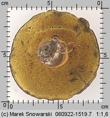 Cyanoboletus pulverulentus (sinoborowik klinowotrzonowy)