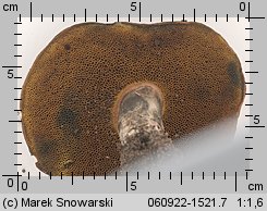 Boletus pulverulentus (sinoborowik klinowotrzonowy)