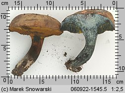 Boletus pulverulentus (sinoborowik klinowotrzonowy)
