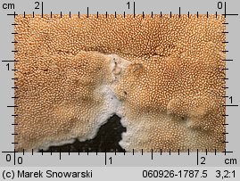 Steccherinum bourdotii (porokolczak kulistozarodnikowy)