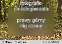 Grifola frondosa (Å¼agwica listkowata)