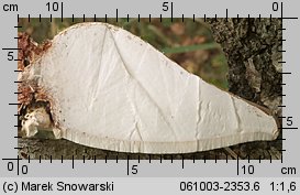 Fomitopsis betulina (pniarek brzozowy)